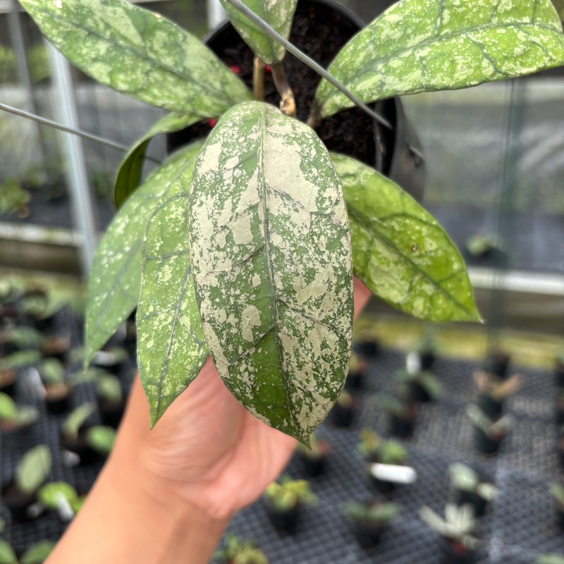 FS3-3 Hoya Clemensiorum SP Aceh High Splash