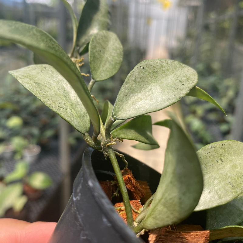Hoya Lacunosa Gold Powder