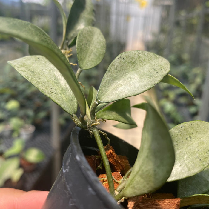 Hoya Lacunosa Gold Powder