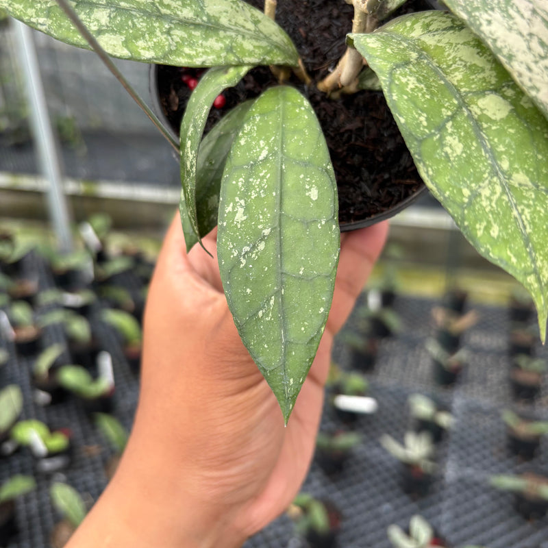 FS3-3 Hoya Clemensiorum SP Aceh High Splash