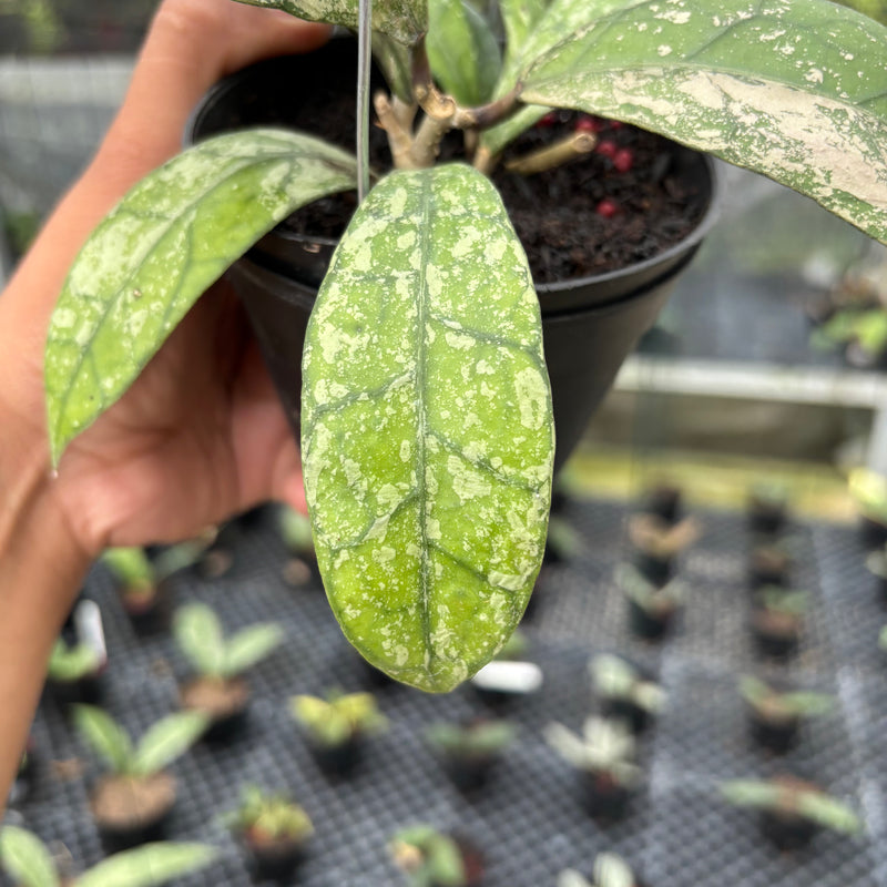 FS3-3 Hoya Clemensiorum SP Aceh High Splash