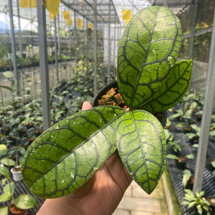 Hoya Callistophylla Venna