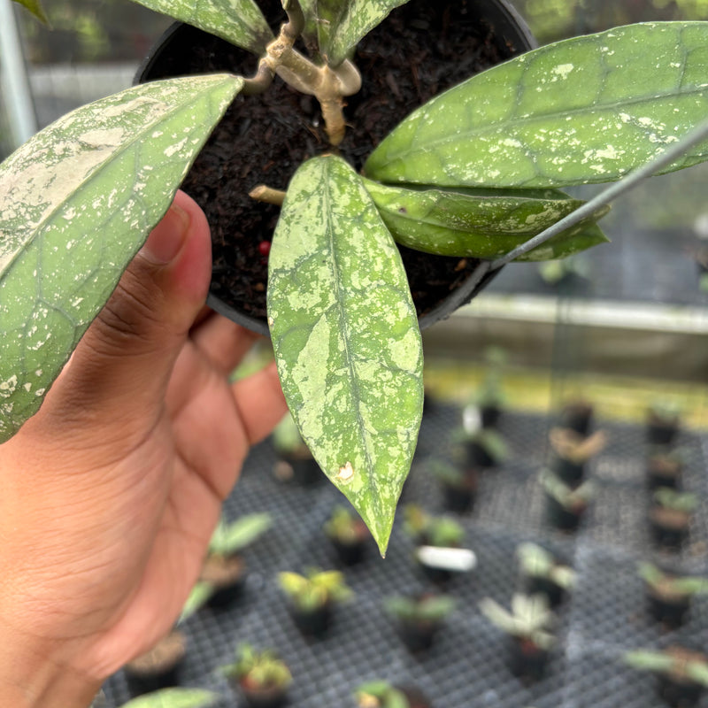 FS3-3 Hoya Clemensiorum SP Aceh High Splash