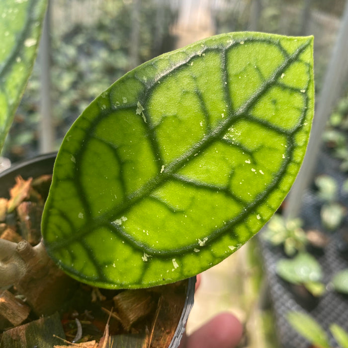 Hoya Callistophylla Venna