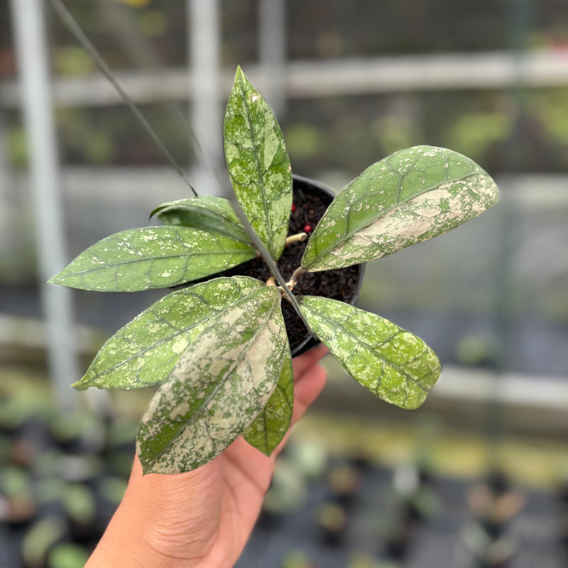 FS3-3 Hoya Clemensiorum SP Aceh High Splash