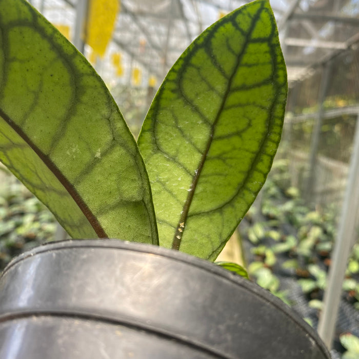 Hoya Callistophylla Venna