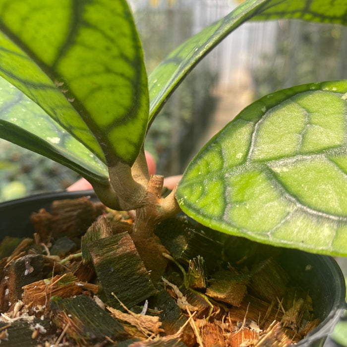 Hoya Callistophylla Venna