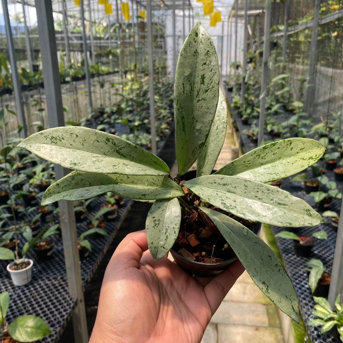Hoya Pubicalyx Pink Silver Ghost — Aroidasia