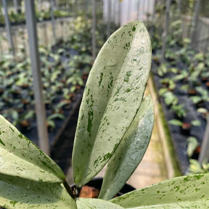 Hoya Pubicalyx Pink Silver Ghost