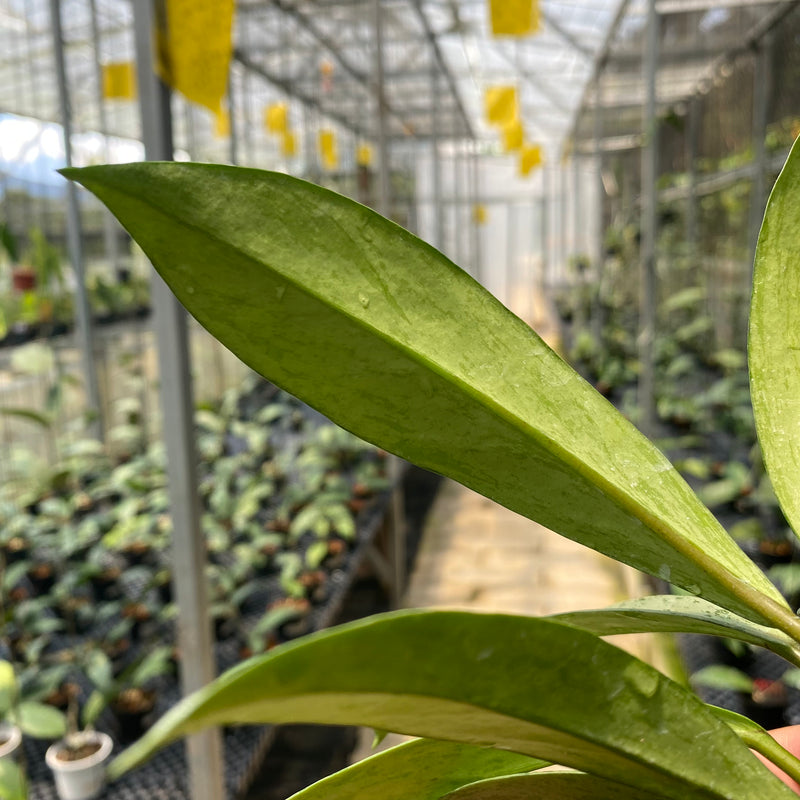 Hoya Pubicalyx Pink Silver Ghost