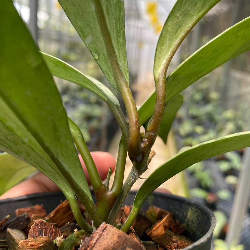 Hoya Pubicalyx Pink Silver Ghost