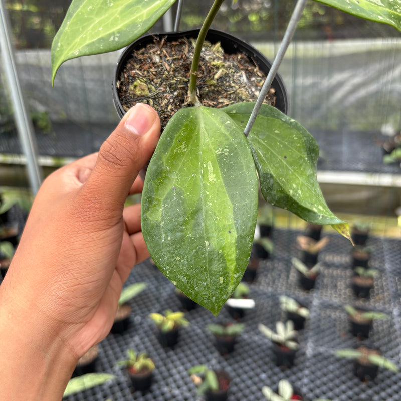FS4-3 Hoya Latifolia Baibua