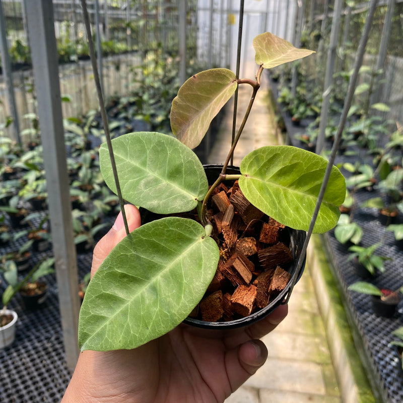 Hoya AFF Megalaster