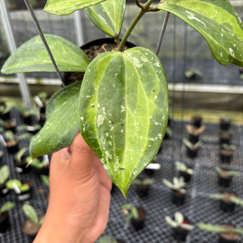 FS4-3 Hoya Latifolia Baibua