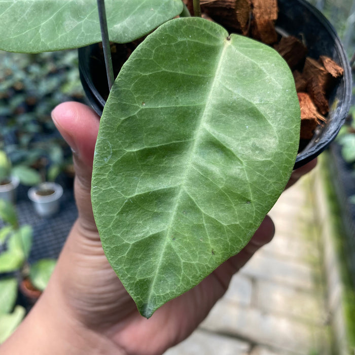 Hoya AFF Megalaster