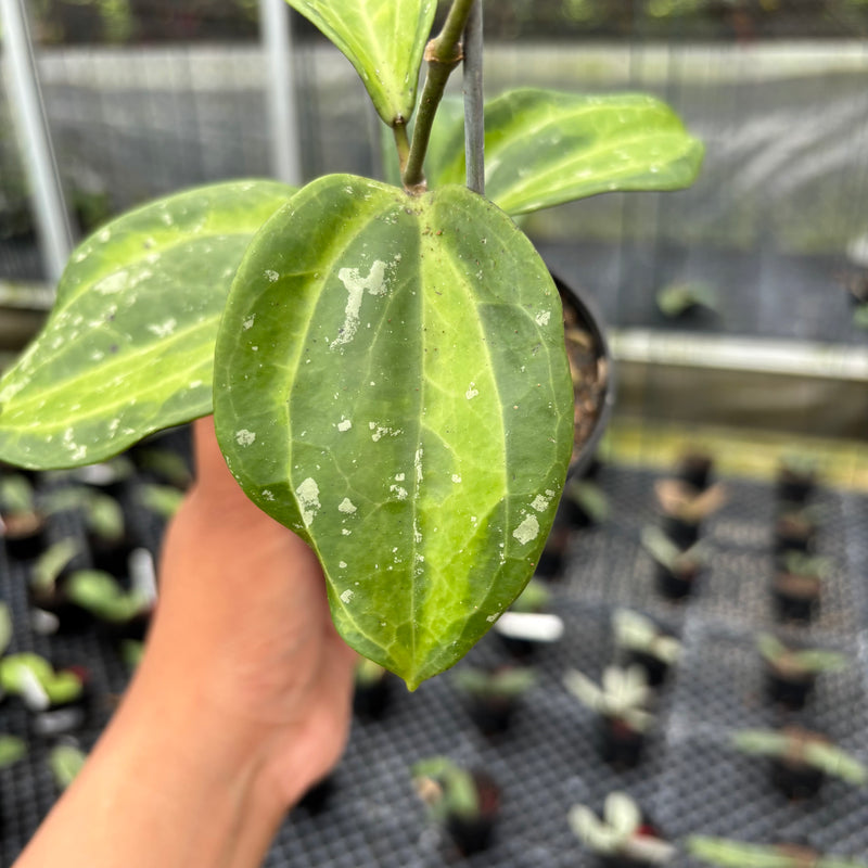 FS4-3 Hoya Latifolia Baibua