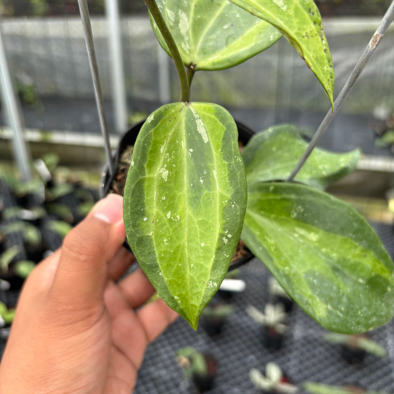 FS4-3 Hoya Latifolia Baibua