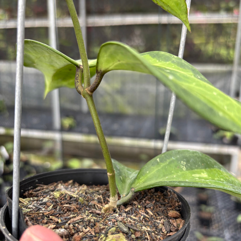 FS4-3 Hoya Latifolia Baibua