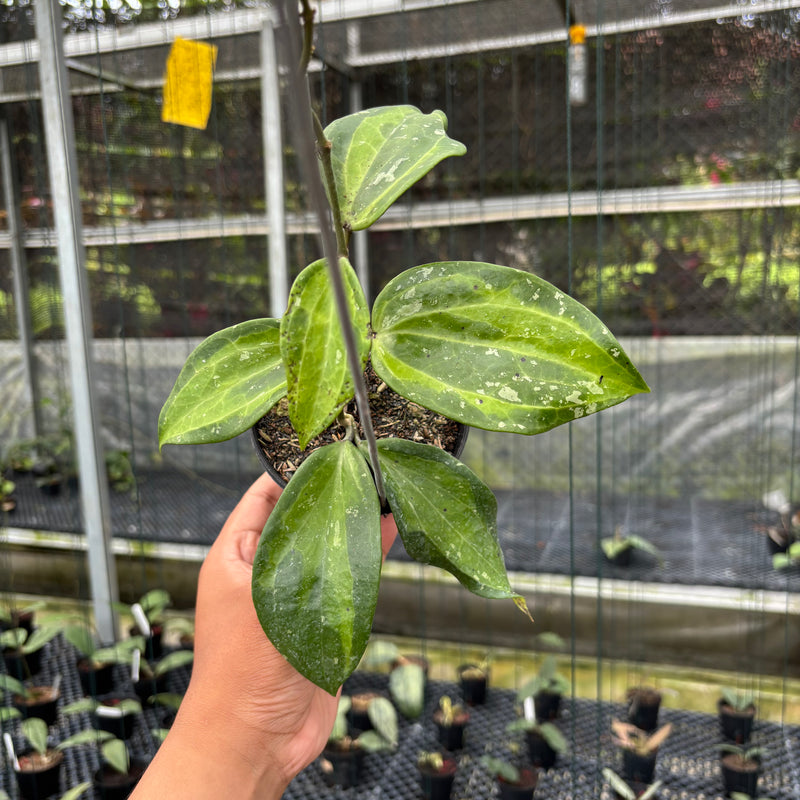 FS4-3 Hoya Latifolia Baibua