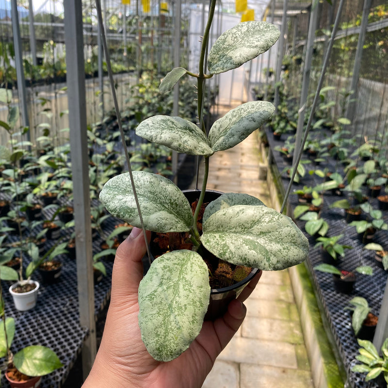 Hoya Waymaniae Cloudy Sky