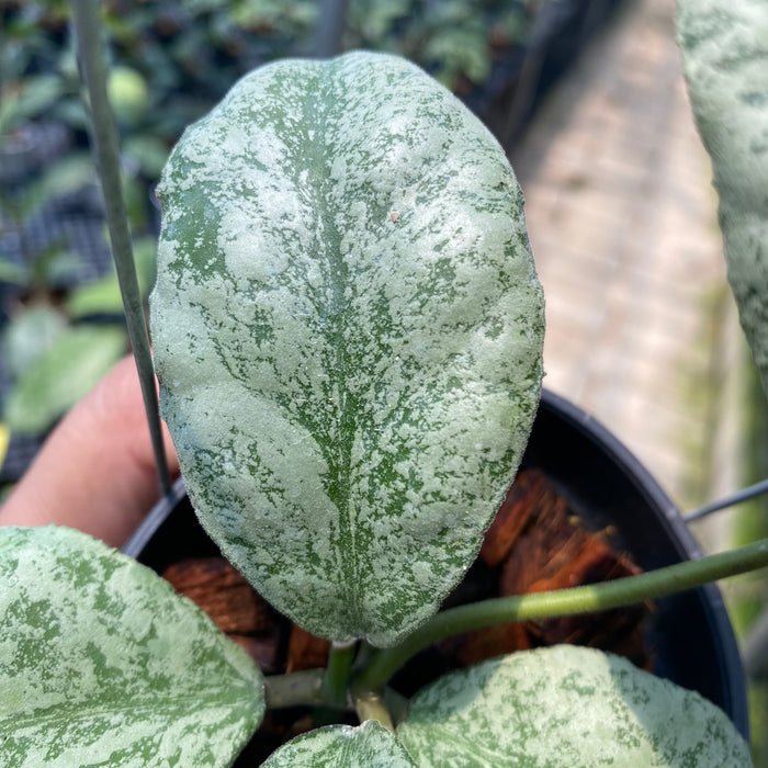 Hoya Waymaniae Cloudy Sky