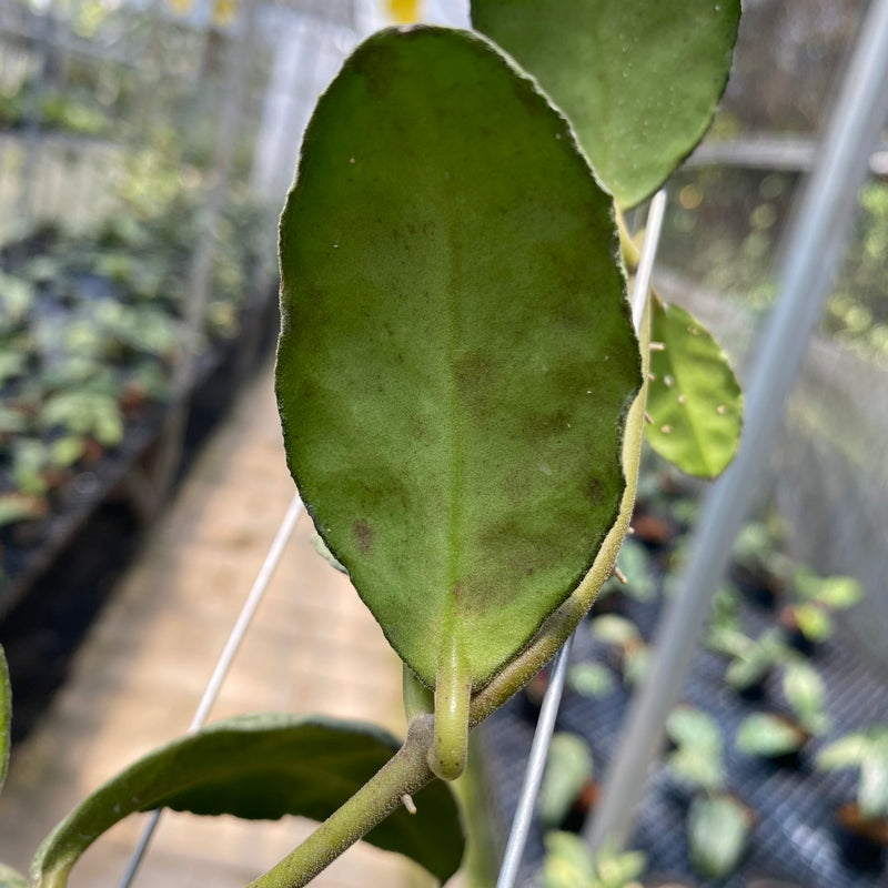 Hoya Waymaniae Cloudy Sky