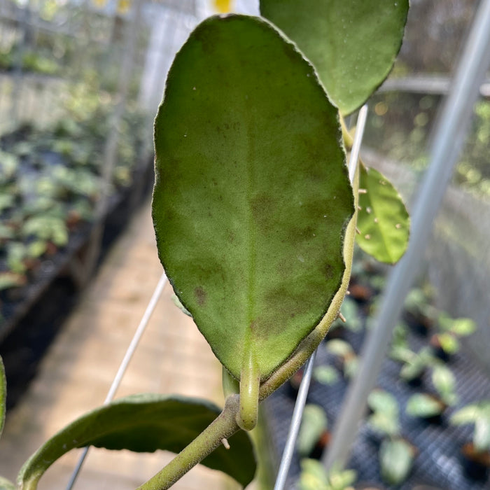 Hoya Waymaniae Cloudy Sky