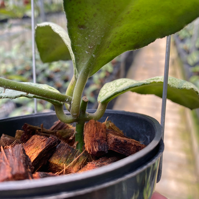 Hoya Waymaniae Cloudy Sky