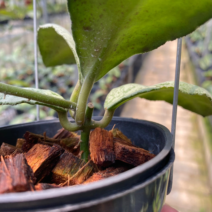 Hoya Waymaniae Cloudy Sky