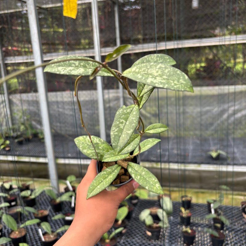 FS5-3 Hoya Crassipetiolata Splash