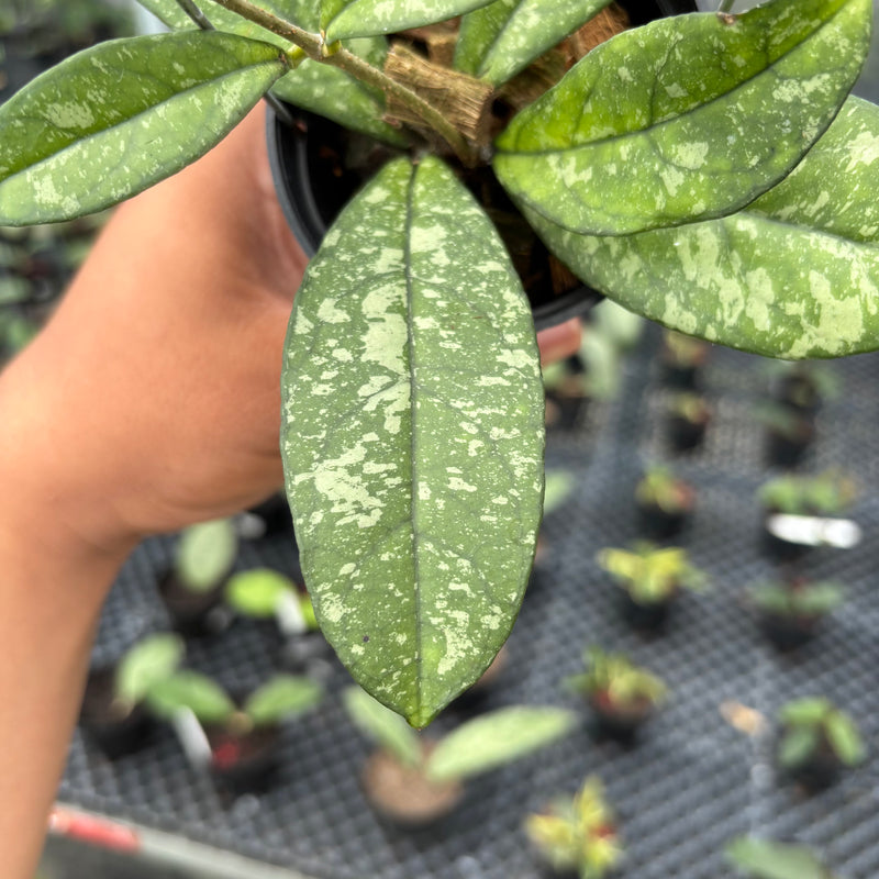 FS5-3 Hoya Crassipetiolata Splash