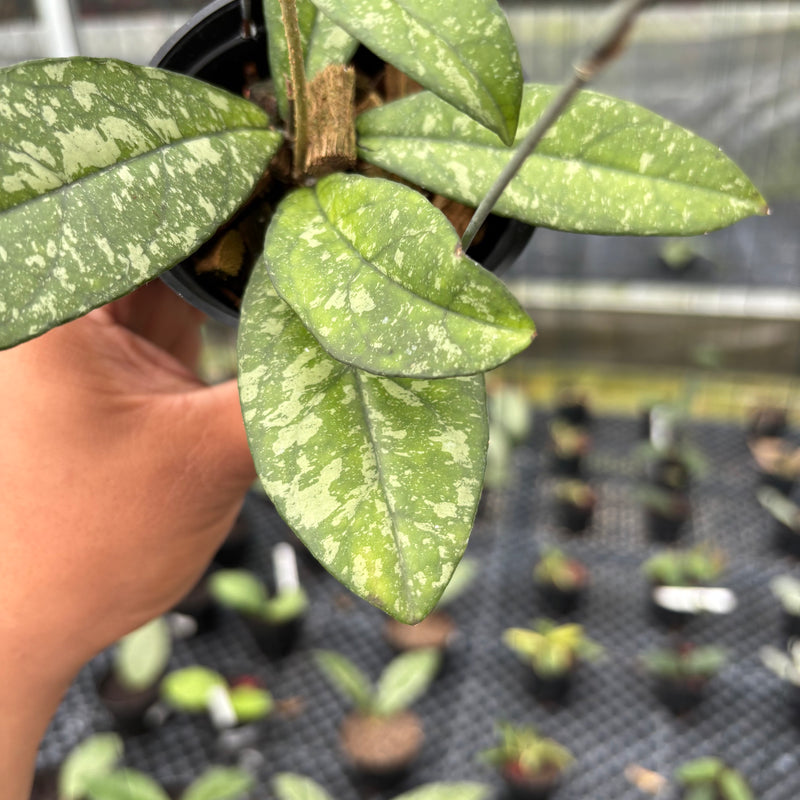 FS5-3 Hoya Crassipetiolata Splash