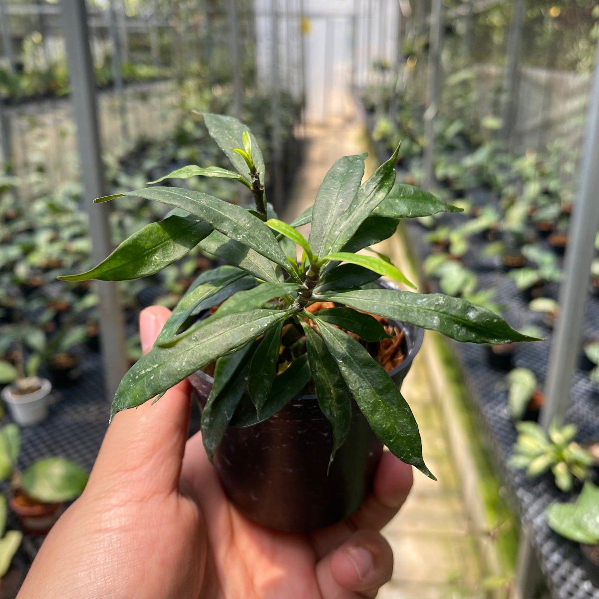 aglaonema minion Hoya Multiflora Minion — Aroidasia