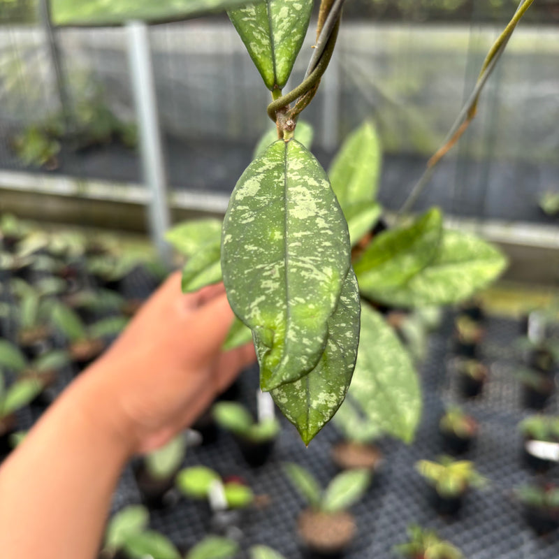 FS5-3 Hoya Crassipetiolata Splash