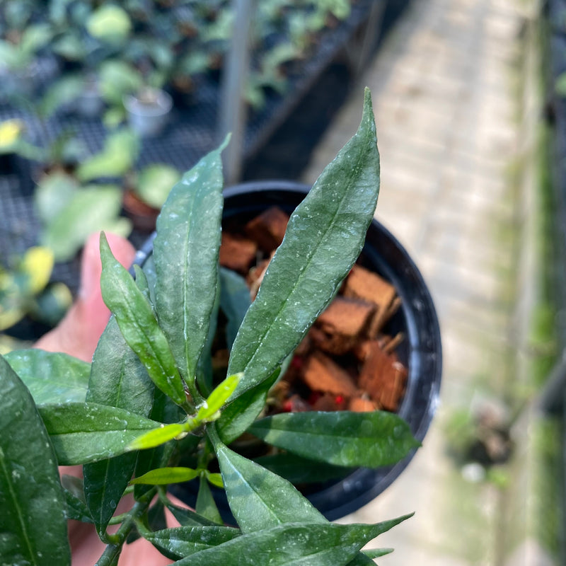 aglaonema minion Hoya Multiflora Minion — Aroidasia