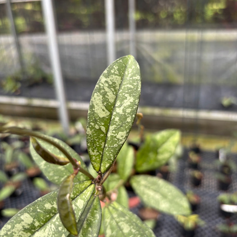 FS5-3 Hoya Crassipetiolata Splash