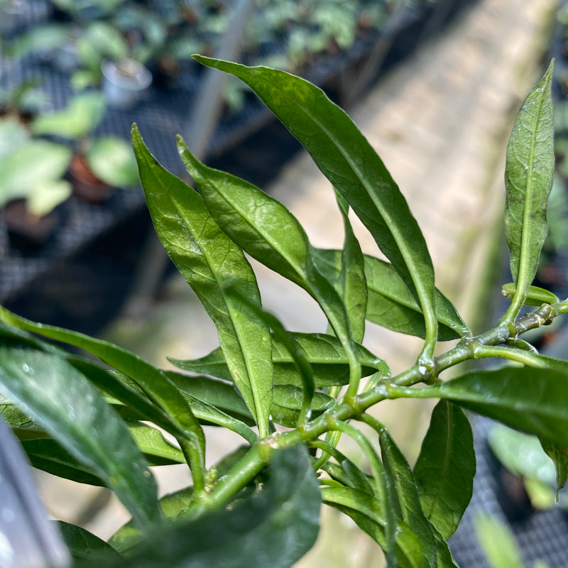 Hoya Multiflora Minion