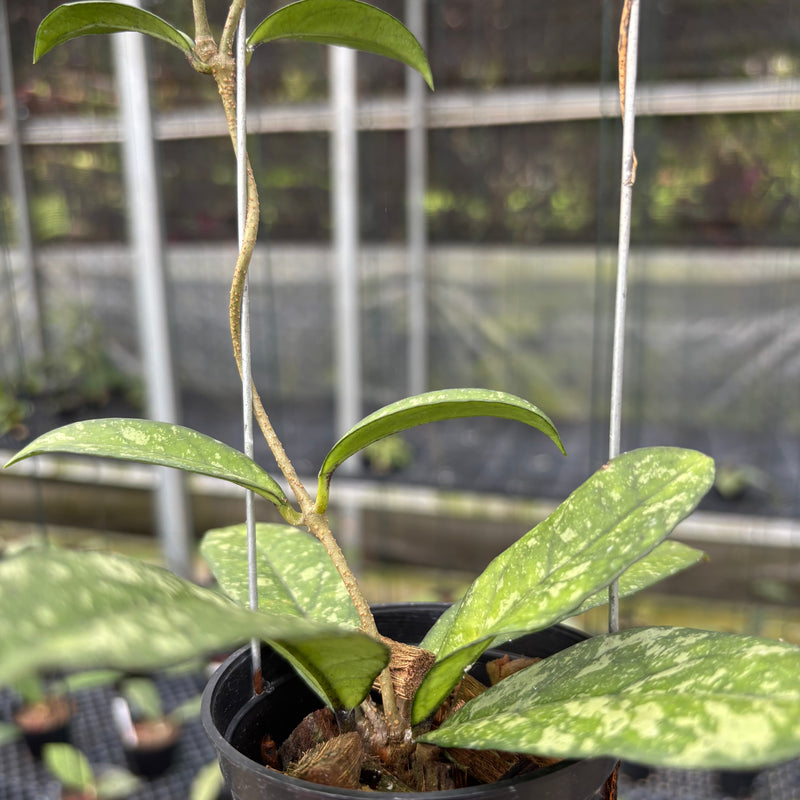 FS5-3 Hoya Crassipetiolata Splash