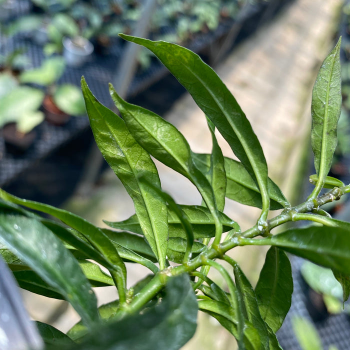 Hoya Multiflora Minion