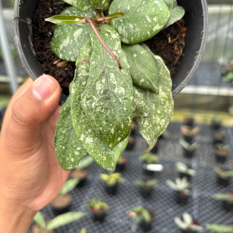 FS6-3 Hoya Buntokensis Splash