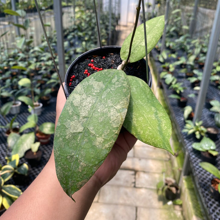 Hoya AFF Lambii Splash