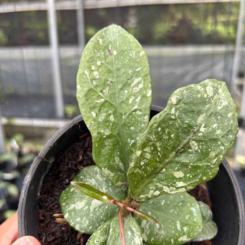 FS6-3 Hoya Buntokensis Splash