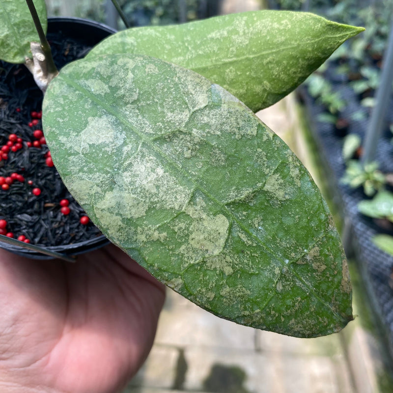 Hoya AFF Lambii Splash