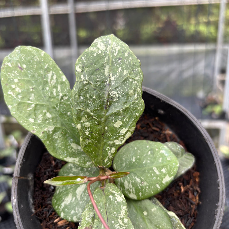 FS6-3 Hoya Buntokensis Splash