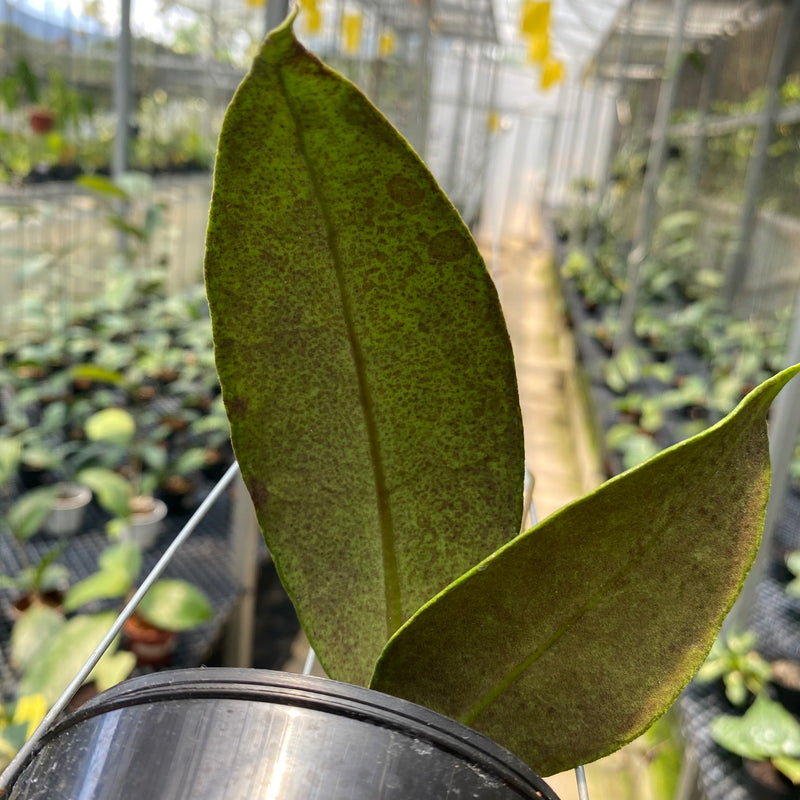 Hoya AFF Lambii Splash