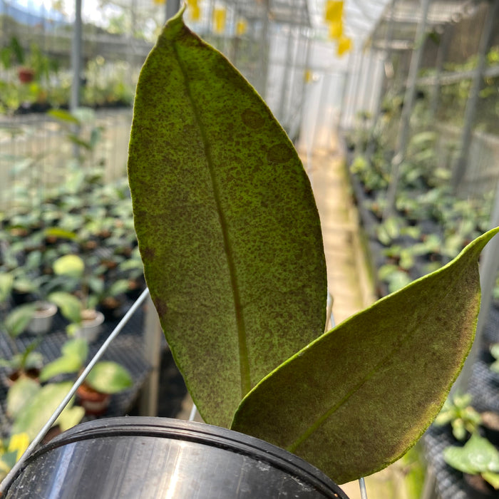 Hoya AFF Lambii Splash