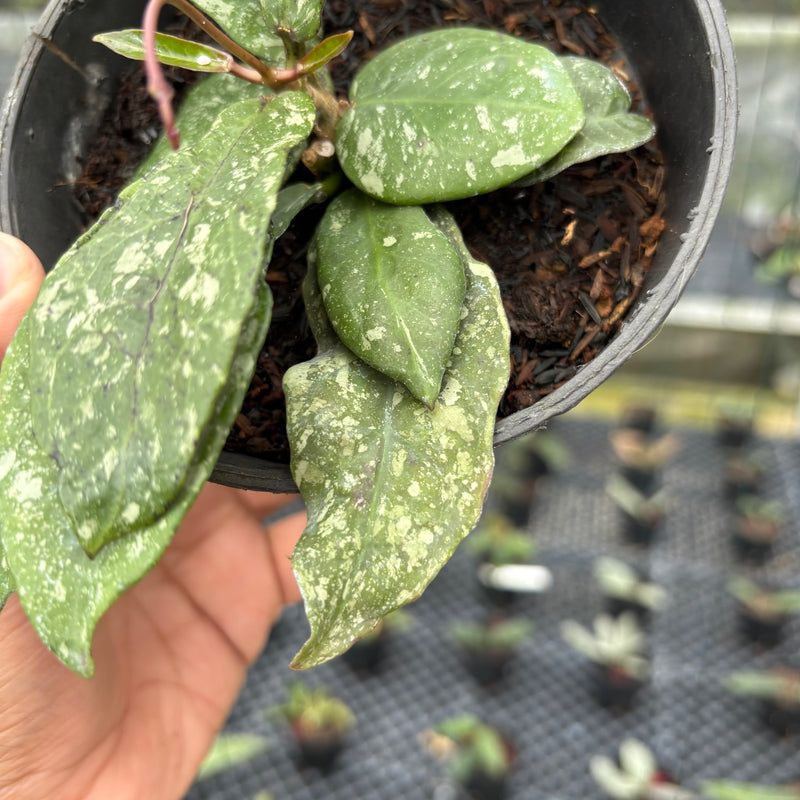 FS6-3 Hoya Buntokensis Splash