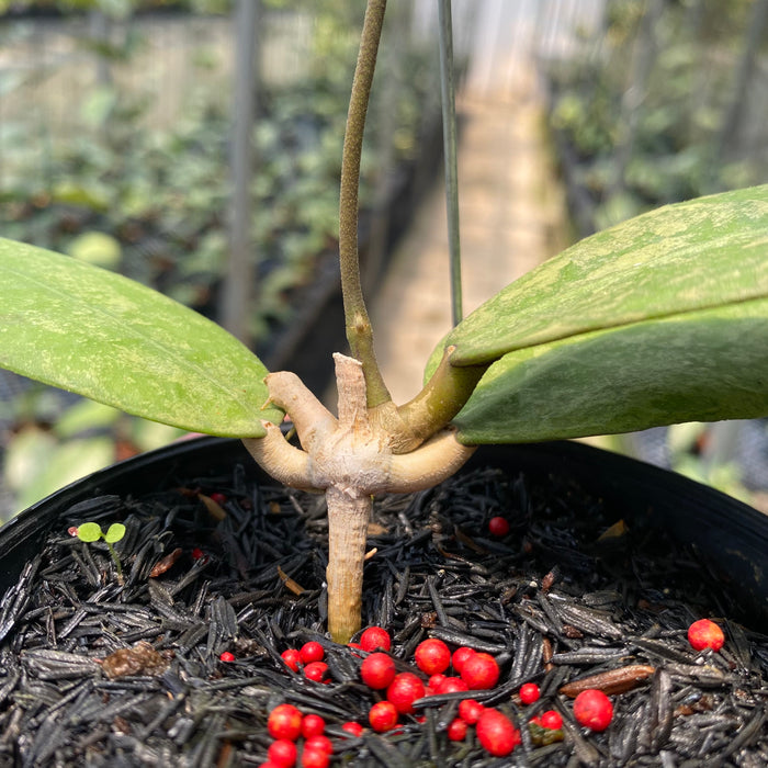 Hoya AFF Lambii Splash