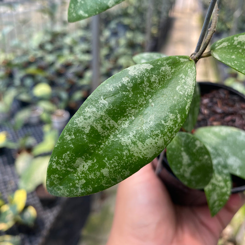 Hoya Flagellata