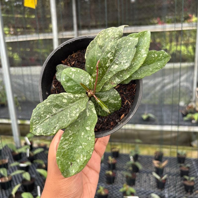 FS6-3 Hoya Buntokensis Splash